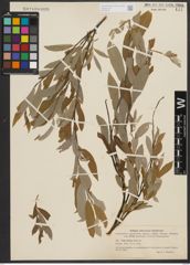 Foto von Salix sibirica Pall.